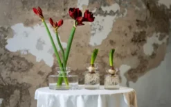 Amaryllis Vas Stor