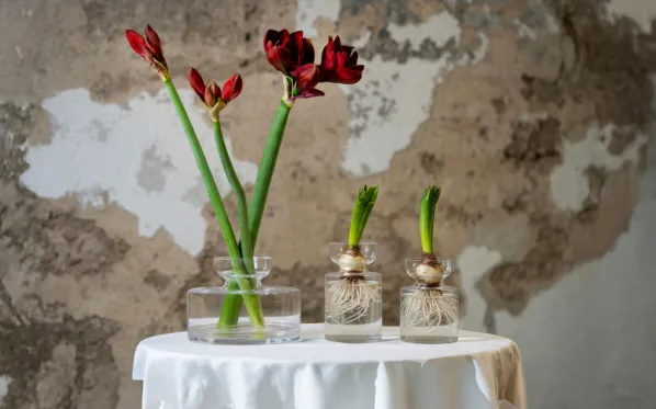 Amaryllis Vas Stor