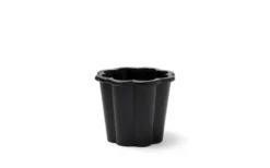 Fjällsippa Kruka