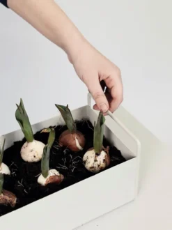 Plant Box Small