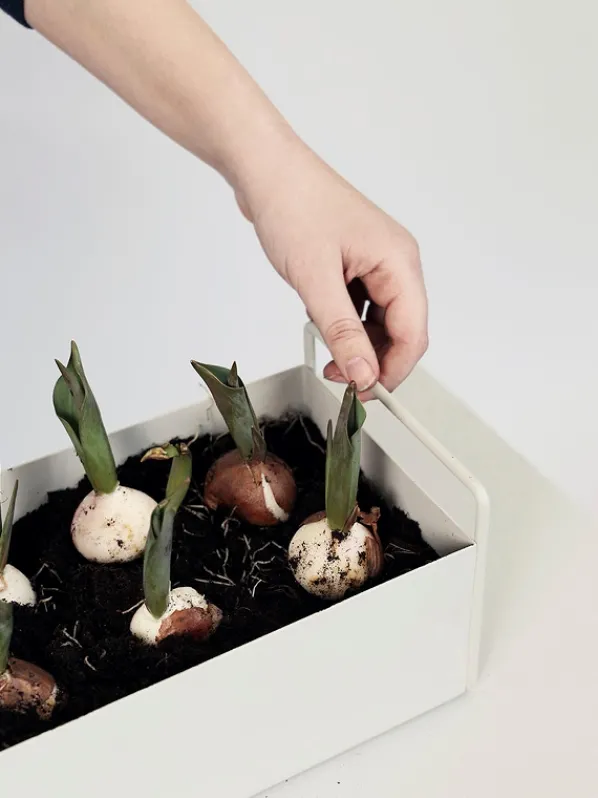 Plant Box Small